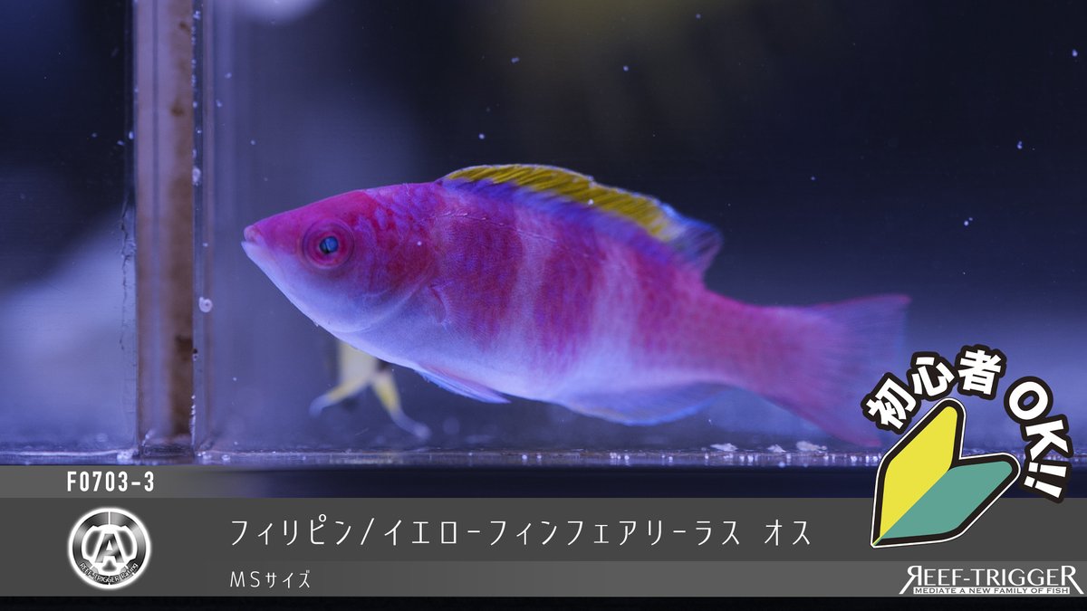 REEF_TRIGGER's tweet photo. New Arrival

フィリピン/カンムリベラ 幼魚　Sサイズ
マーシャル/フレームエンゼル　MSサイズ
フィリピン/イエローフィンフェアリーラス　MSサイズ
ケニア/アフリカンピグミーエンゼル 小さめ　MSサイズ

https://t.co/3jAyE6L4fT https://t.co/lwx66ywg5o