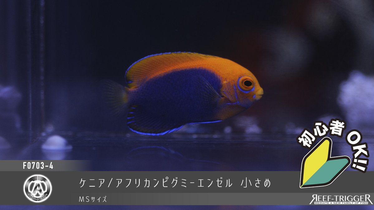 REEF_TRIGGER's tweet photo. New Arrival

フィリピン/カンムリベラ 幼魚　Sサイズ
マーシャル/フレームエンゼル　MSサイズ
フィリピン/イエローフィンフェアリーラス　MSサイズ
ケニア/アフリカンピグミーエンゼル 小さめ　MSサイズ

https://t.co/3jAyE6L4fT https://t.co/lwx66ywg5o