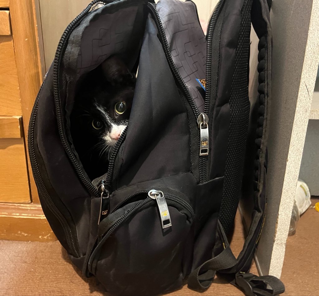 holyvala's tweet photo. Happened to me yesterday and this is how I found him: https://t.co/FfBtzfhcml