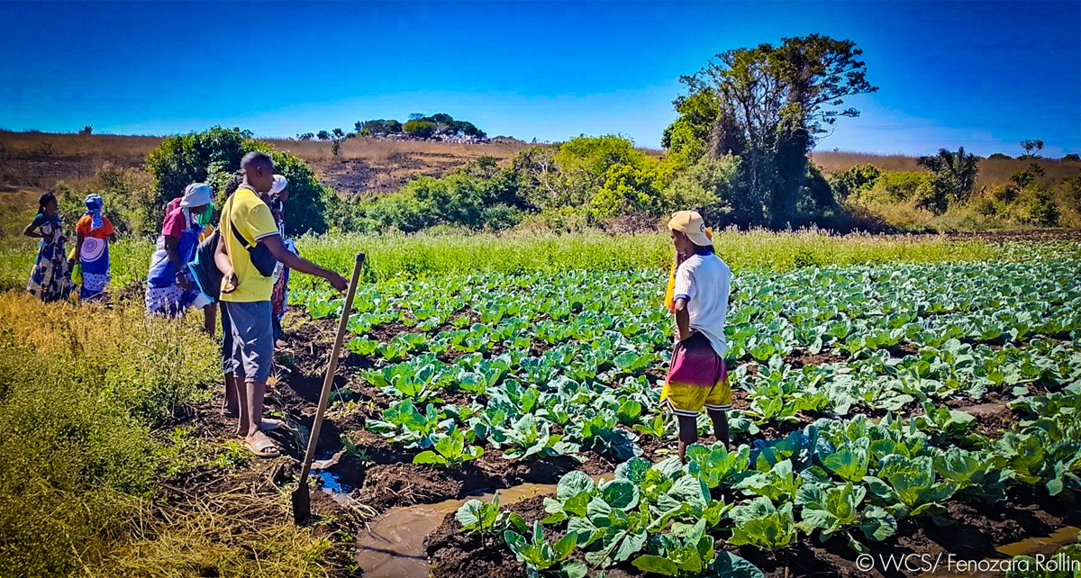 WCS_Mada's tweet photo. Our communities of Ankivonjy and Ankarea took part in an exchange visit in Anivorano Nord with the #Union_Matanjaka, where they discovered sustainable agricultural practices (water management, irrigation, soil fertilization, crop protection).
#VegetableFarming #FoodSecurity https://t.co/7r8zv9mXsc