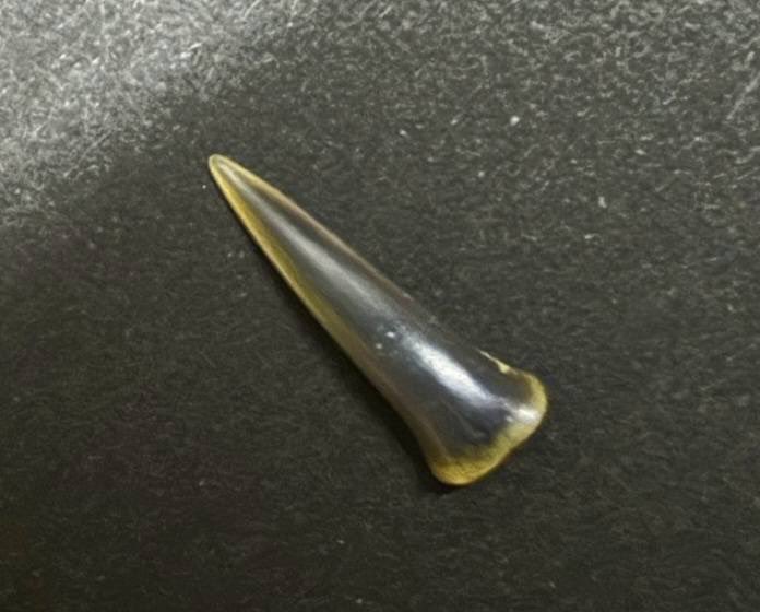 aaayapapara's tweet photo. オオワニザメ🦈
この歯もまた鋭くてかっこいい⟡.·*. https://t.co/AdOoJoW67j