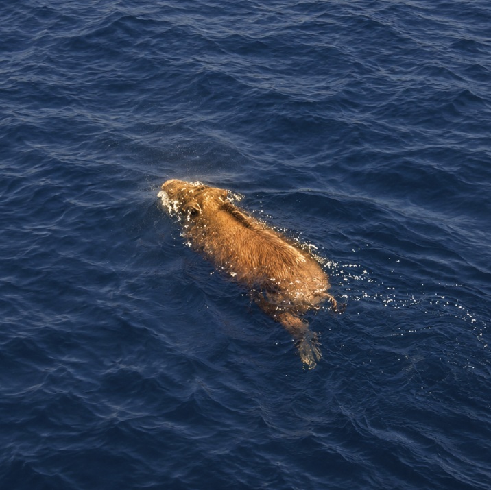 Zeeko_dev's tweet photo. A WILD BOAR WAS FOUND SWIMMING 7,400 METRES DEEP INTO THE OCEAN!!!

Wild Boars only swim in rivers and lakes...

This news has quickly gained as hit tone of attention within just 30 minutes

Literally The Nietzschean Boar https://t.co/N5xkDhIyV5