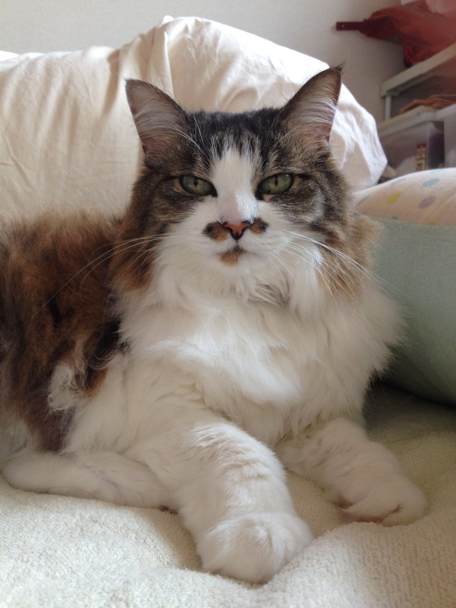 jerryfishsnow's tweet photo. オスの子猫を保護する夢を見た。
目を離すと、ちゅらさんのケージに入って寝る子だった。ノミが身体にくっついていて、こりゃーお風呂だーなんて私も言っていた。

ちゅらさんも保護したときノミだらけだったね。なつかしい。
夢には亡き母も出てきて、なんかおもしろかったな。
2017年のちゅらさん😽 https://t.co/8OriQdTSFP