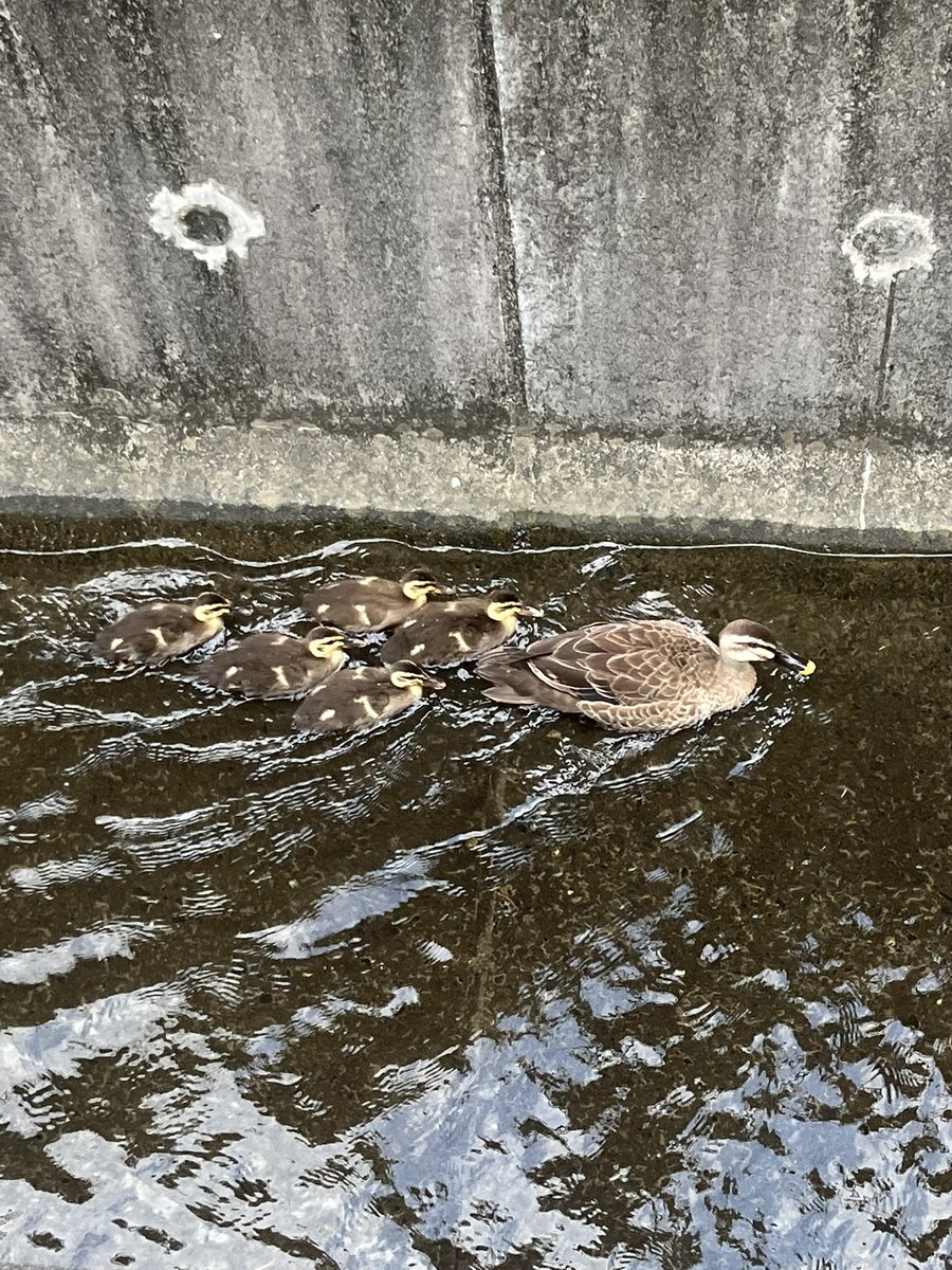 utatu66377's tweet photo. いつもの何気ない帰り道
ふと気が���く小さな幸せ
いとかわゆし🩷 https://t.co/elNx314CxG