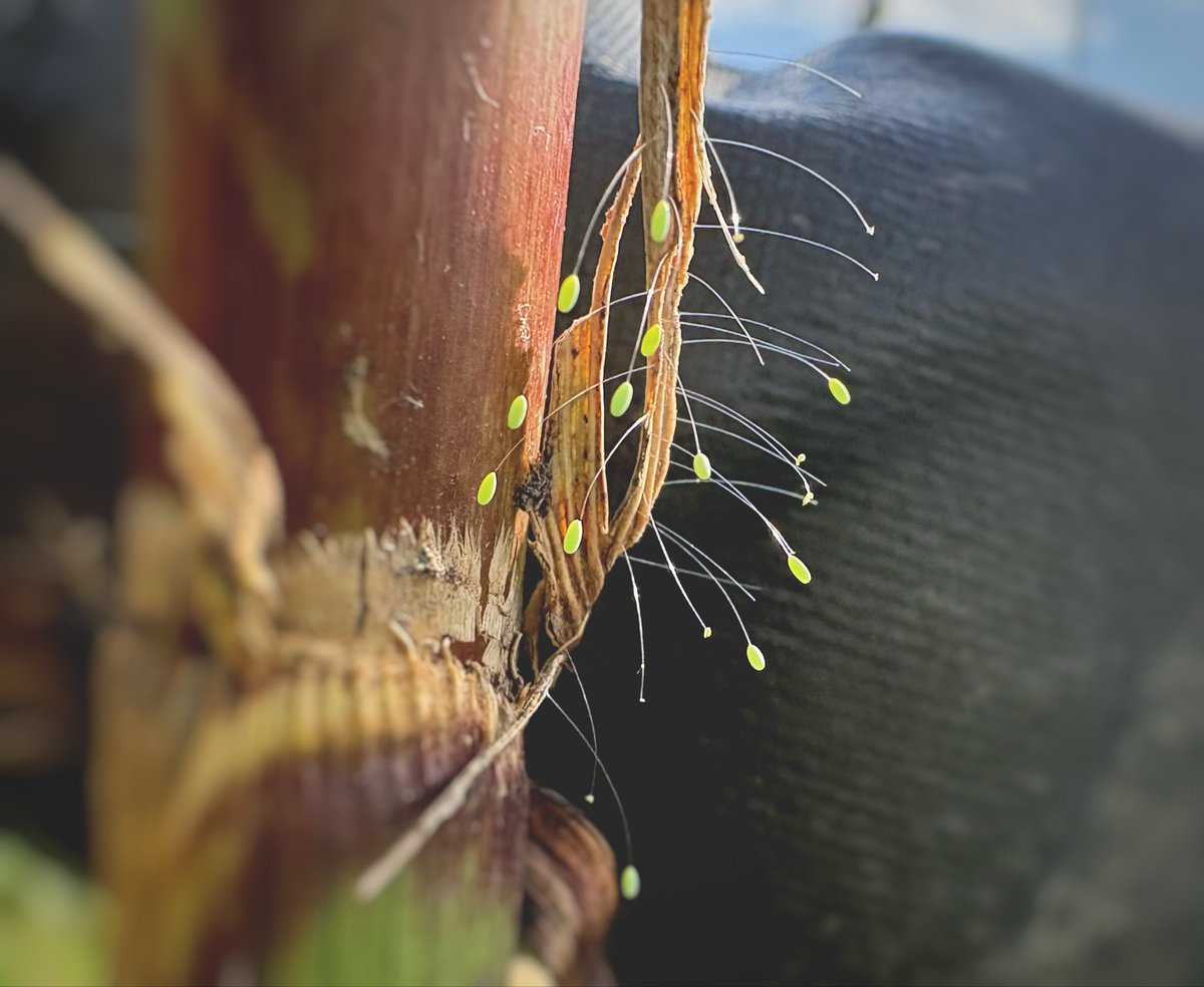 lsucculent's tweet photo. トウモロコシ片付けようとしたら益虫クサカゲロウの卵いた
なすの葉のうらに成虫
3枚目はこっからどうしよっかなってなってるトウモロコシの茎 https://t.co/tYpOdmOjPv