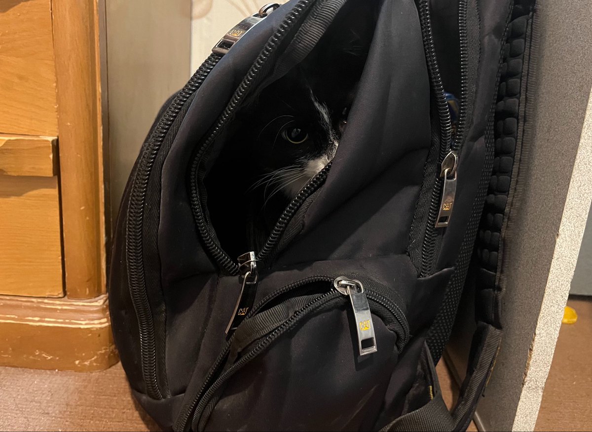 holyvala's tweet photo. Happened to me yesterday and this is how I found him: https://t.co/FfBtzfhcml