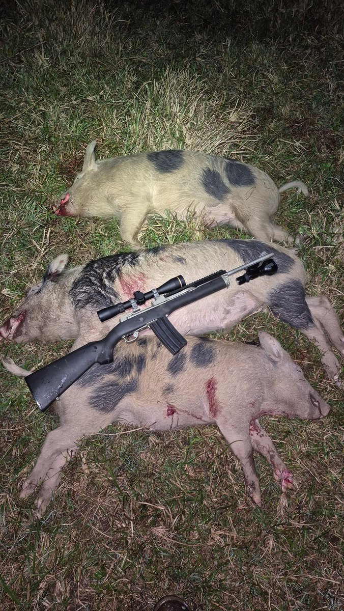 CanePigQLD's tweet photo. Still plenty of Mob pigs around and have been for the last few months nothing real big plenty around the 40,50kg mark, well keeping the farmers happy pumping them and there good Target practice ๐. #canepigqueensland #bloodyoath #mini14 #rugar https://t.co/rWgW5RCw2i