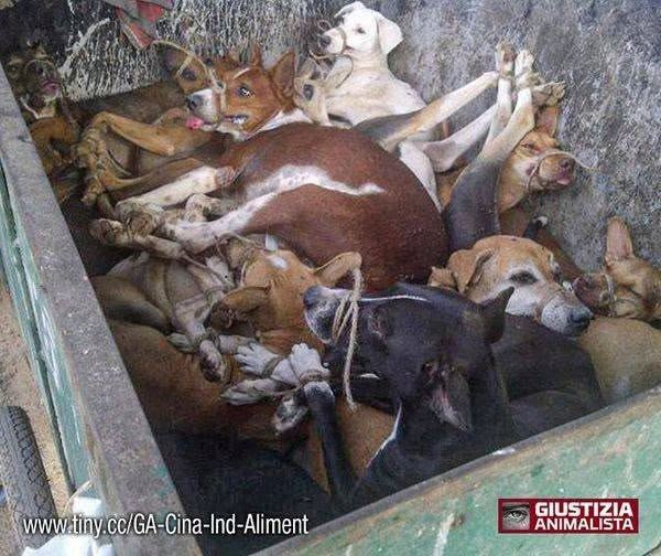 KFranc91's tweet photo. Il est temps d'ouvrir son coeur aux animaux,
qui sont les premières victimes de notre bêtise.... https://t.co/mZhtPobhrC