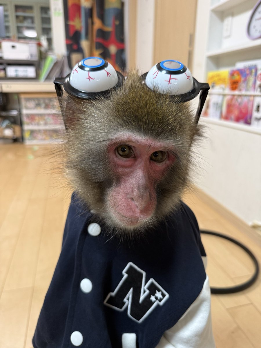 factory_akari's tweet photo. イケ猿やってます♪かわいい？？
#猿まわし https://t.co/Uyx1Dm5dSj