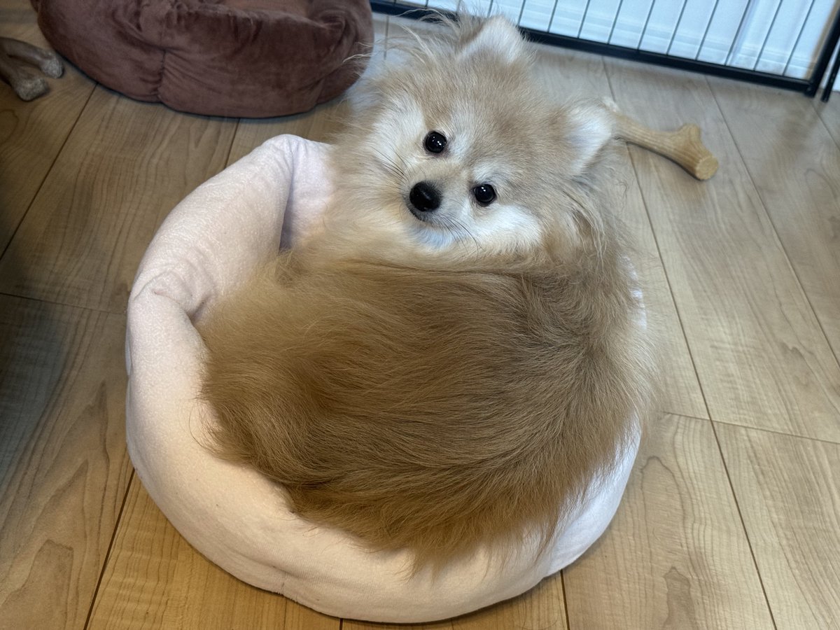 MyaMyaru's tweet photo. これは美味しそうな犬鍋 https://t.co/xACckRtdu6