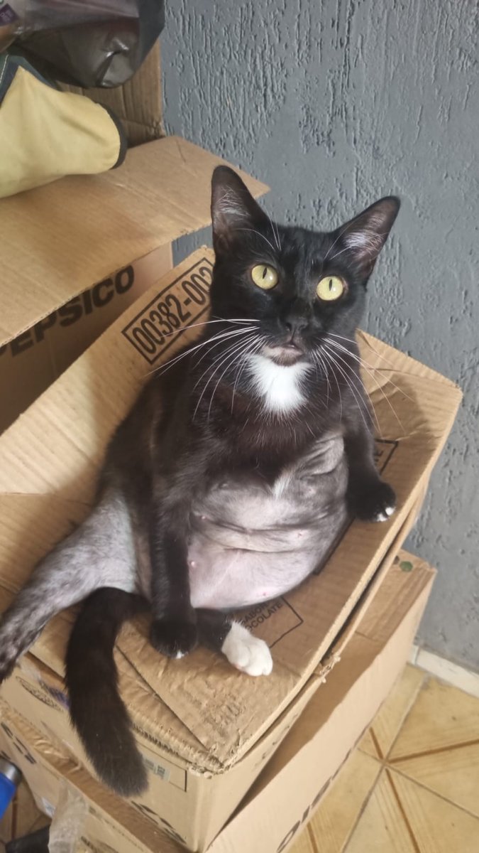 baddielizz_'s tweet photo. Cara, essa gata gorda é meio que o amor da minha vida e quando ela não estiver mais na casa dos meus amigos, eu meio que vou entrar em depressão por não poder mais apertar essas lindas bolinhas de gordurinhas fofas e macias, eu te amo Gorda
#Obrigadadeuspelagorda https://t.co/ITqR0VgJyp