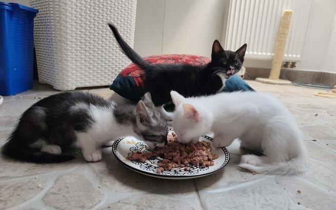 AlicjaZams's tweet photo. Działamy?      🐾 Każdy grosz ma moc! 

https://t.co/TzpXEUz2B8

@OrzelBartlomiej @relocatify1 @t_bogumila @DelbertGrady13 @Alina02697344 @Wiolett14666565 @andziakle @mincinire @Jaehyuk09045812 @PLPierwszy @szarapolka @janudakrim @chivnka @paulakrk @pola_nska https://t.co/tkq9mM7UCL