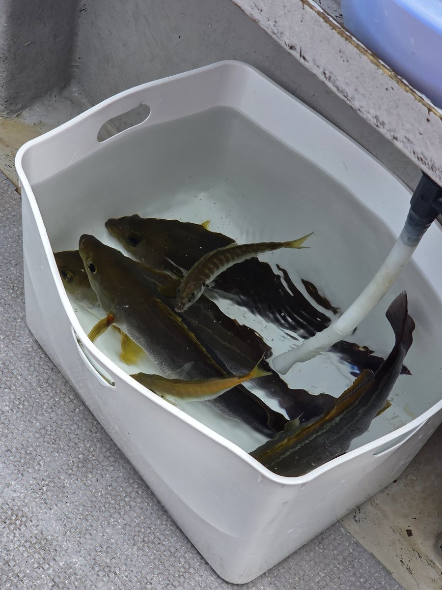 starfishJP's tweet photo. 刺身はイサキが1番美味いと思ってる人間 https://t.co/7JG2D6HCXc
