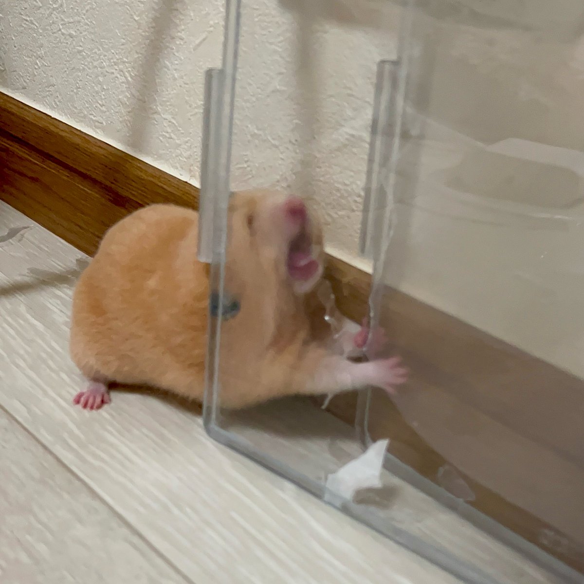 hamham170121's tweet photo. ヌァ〜 https://t.co/jyECubgJ5g