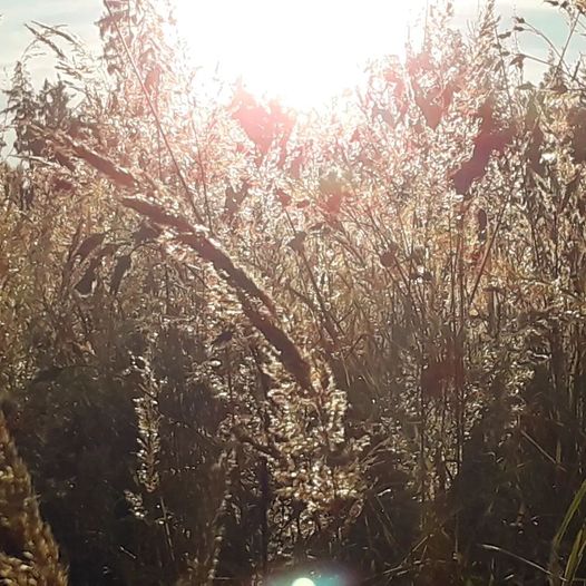 Montecrossa's tweet photo. #Photo by #Mirakali Wild grasses in the sun @yzcyzf @iliana_uribe #photography #photographer #Mirapuri #NaturePhotography #wildgrass #plants #summer #TwitterNatureCommunity #nature #outdoors https://t.co/tA2nTKhMkI https://t.co/UDwTmQhWpZ