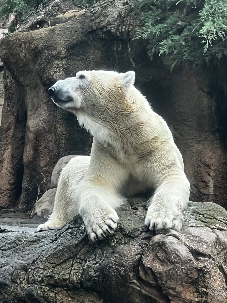 bear_87cat's tweet photo. やっと会えたライくん🐻‍❄️久しぶりのイッちゃん🐻‍❄️元気そうで嬉しかったです。
ゴーゴにも会いたかったよ… https://t.co/YvkAVqxV9l