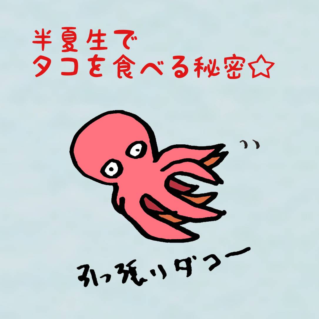 ohrin_fortune's tweet photo. スーパーで
🐙タコが鬼推し。

そして私は
「タコの引っ張りダコー」
というサムネを描いてしまいました。

……でも実は、この時期にタコを食べるのにはちゃんと理由があるんです(・∀・)
続きはこちら↓
https://t.co/Ynl59UkGR9
#半夏生　#黄鈴 https://t.co/spt4aAN8Ol