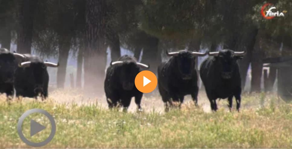 FeriaTV's tweet photo. VIDEO. Orthez. Les toros du défi ganadero Dolores Aguirre - Raso de Portillo avec les interviews des matadors Damian Castaño, Francisco Montero et Cristian Pérez https://t.co/V1up1LMRmZ https://t.co/tEqTUgvdmA