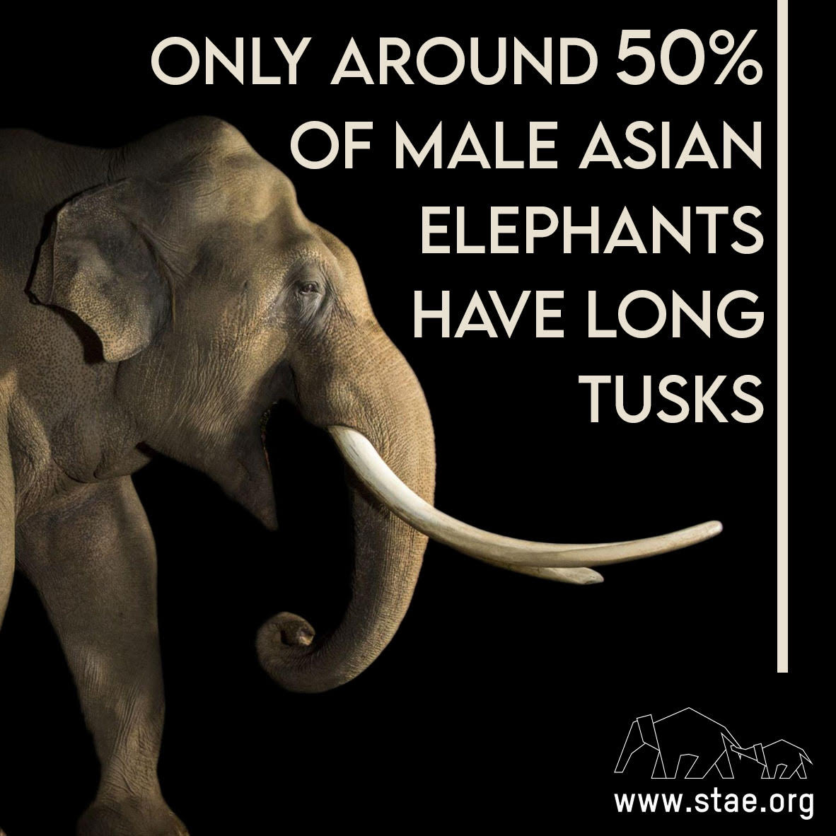 stae_elephants's tweet photo. Only around 50% of male Asian elephants have long tusks. #fridayfact https://t.co/RxBRvmW4gF