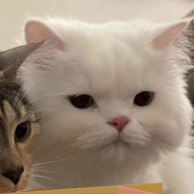 macutiehoon's tweet photo. hehe vs not hehe https://t.co/CtOhsHxNj1