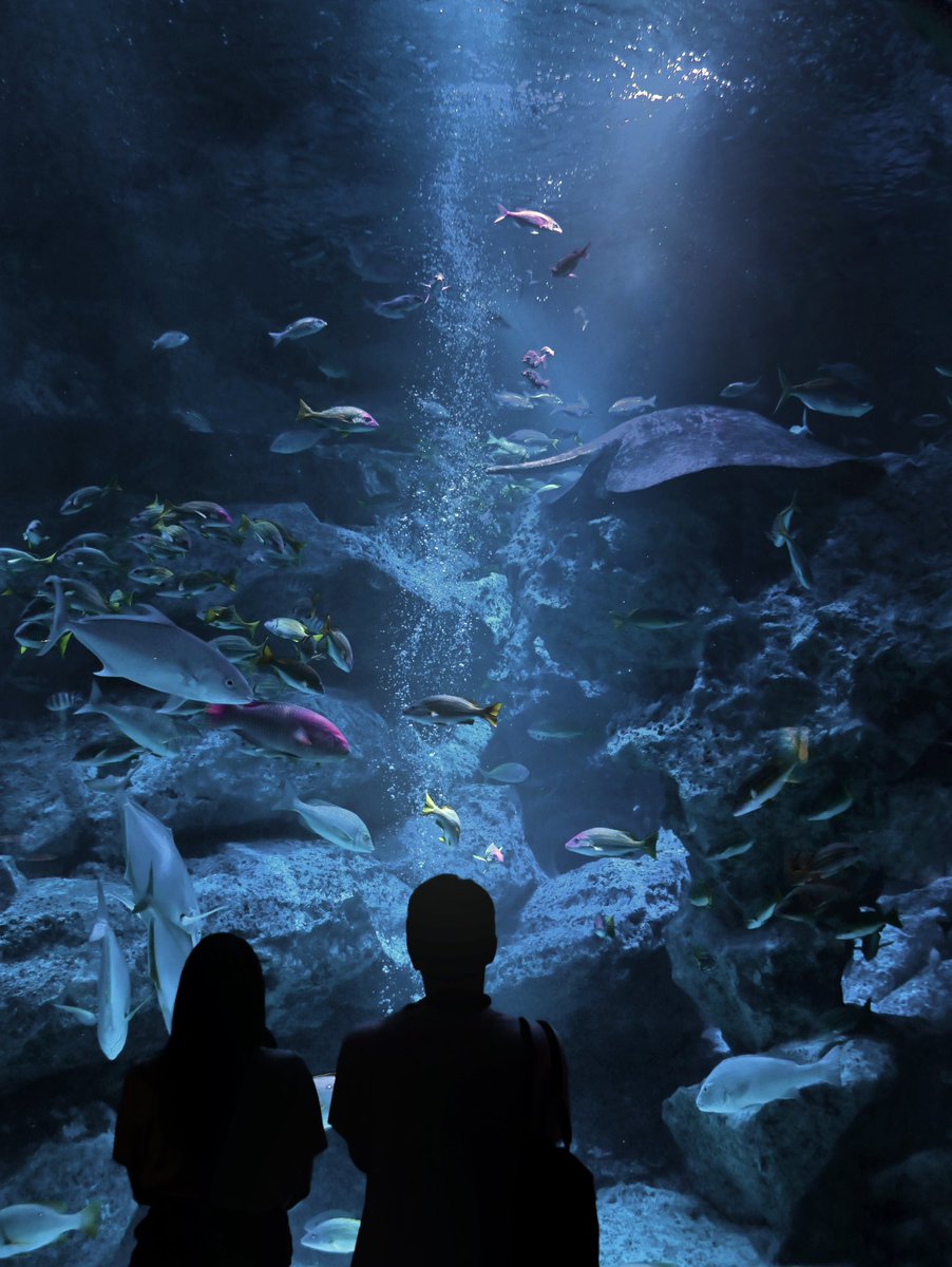 🪼のんびりSEIYA水族館🐬 tweet media