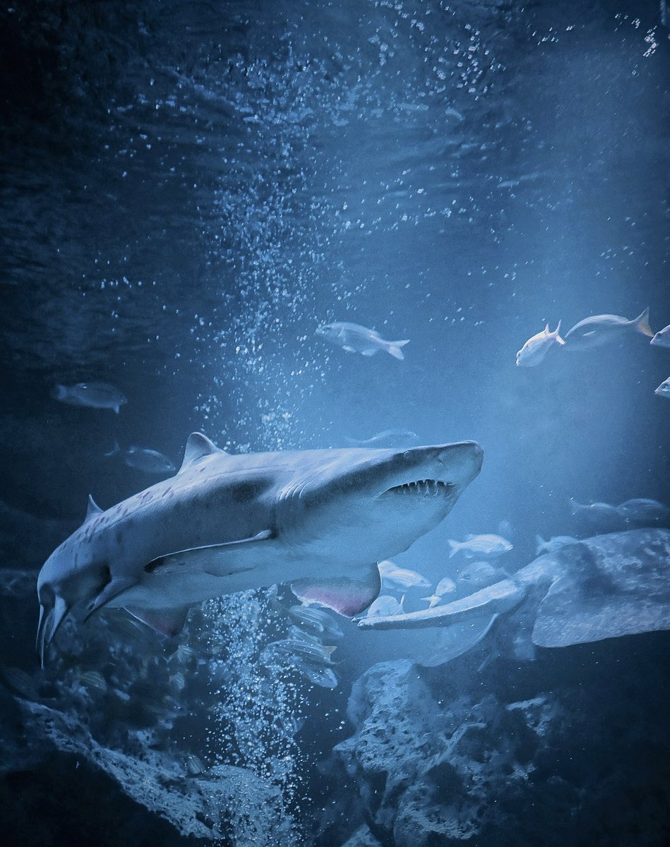 🪼のんびりSEIYA水族館🐬 tweet media