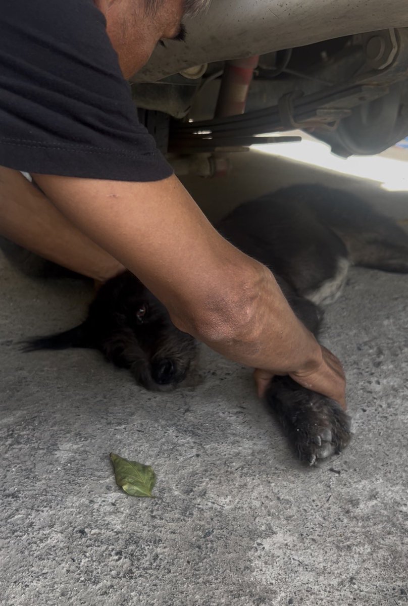 happydoggothai's tweet photo. สปอคถูกรถชนจนสะโพกหลุดเเละอวัยวะภายในบอบช้ำอย่างรุนเเรง…

ใช้เวลารักษาอยู่หลายเดือนกว่าสปอคจะกลับมาเดินได้ปกติพวกเราปล่อยให้สปอคได้เดินเล่นตามใจชอบเพราะสปอคเป็นหมาที่รักอิสระมากๆ

วันนี้สปอคได้ใช้ชีวิตอย่างเต็มที่อีกครั้งกับครอบครัวใหม่โดยไม่ต้องกังวลว่าจะต้องไปใช้ชีวิตข้างถนนอีกเเล้ว❤️