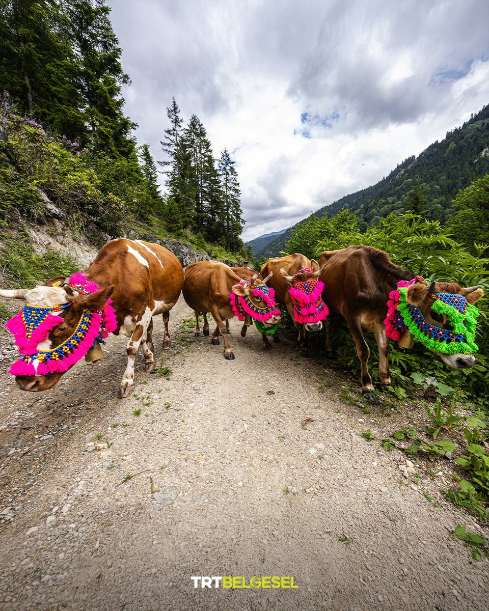 TRTBelgesel's tweet photo. Doğu Karadeniz'de yayla göçü ✨
🏞️ Trabzon'un Tonya ilçesinde besicilerin renkli ip ve boncuktan yapılan başlıklarla süsledikleri büyükbaş hayvanlar, yaylalara yapılan göç yolculuğunda renkli görüntüler oluşturdu. 🐄
📸: AA https://t.co/Hf2iNGPrNF