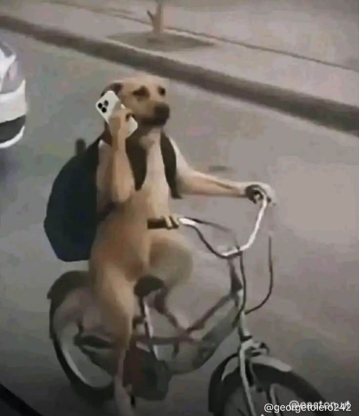 rex2777's tweet photo. @Tunnykvng Enzo's agent right now frantically calling every single club in Europe trying to hawk him after that Madrid statement 😭💀 No one is touching that £120m valuation. https://t.co/nEP0qr5JNe