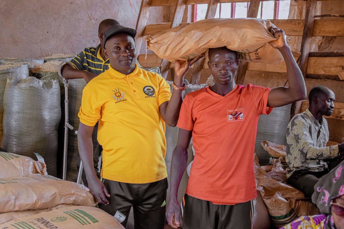 BMineagrie's tweet photo. Le MINEAGRIE via la DPEAE Gitega, a effectué une descente en commune Kiganda, colline Taba ce 02/8/2026. C'était ds l'objectif de distribuer les semences hybride PANNAR 53 et de lancer les activités de semis de maïs ds le marais de Mubarazi &amp; les autres marais aménagés à Kiganda. https://t.co/zpMmiN4D1m