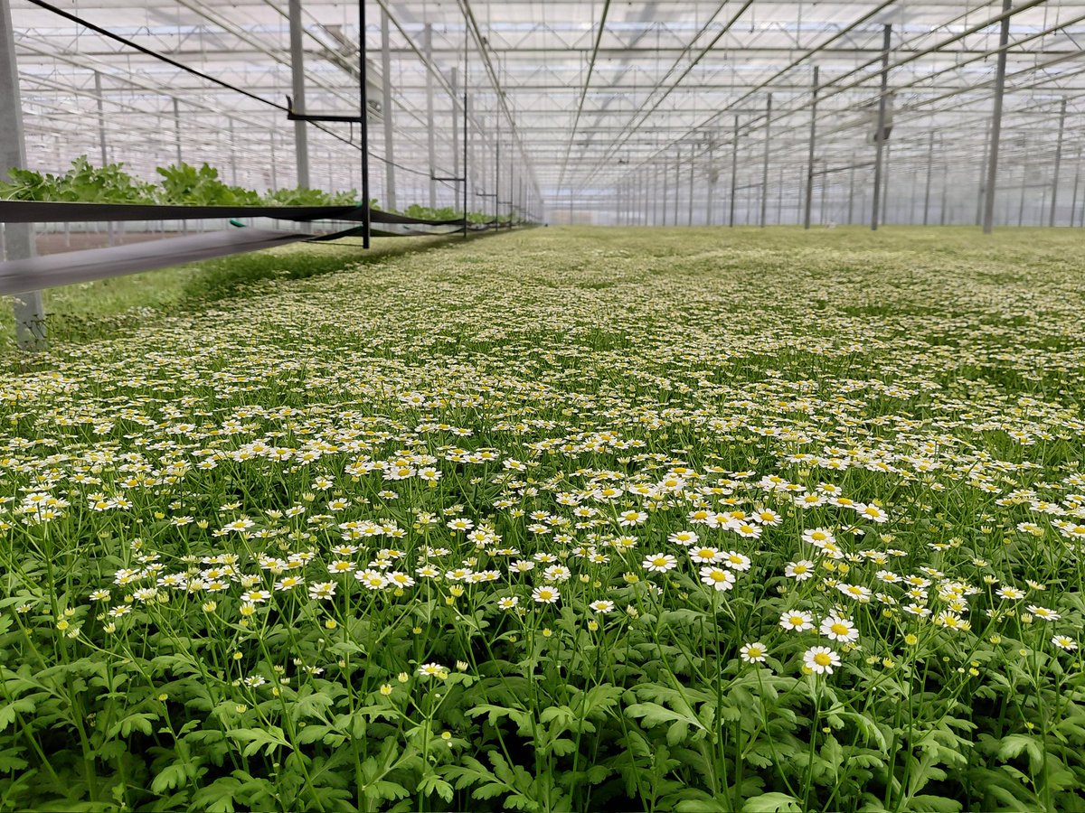 KeesvE's tweet photo. In 6,5 week van geplant naar geoogst. Bakken en braden bij temperaturen van soms 35 graden. Hoe kan het zo groeien #kamille https://t.co/xQuKK86alT