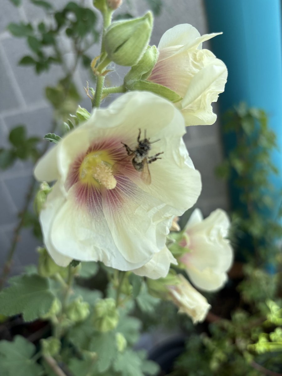 KarinMayerhofer's tweet photo. Guten Morgen 🐝 

#MayBalcony #Biene #Stockrose https://t.co/rJqcnJxDzj