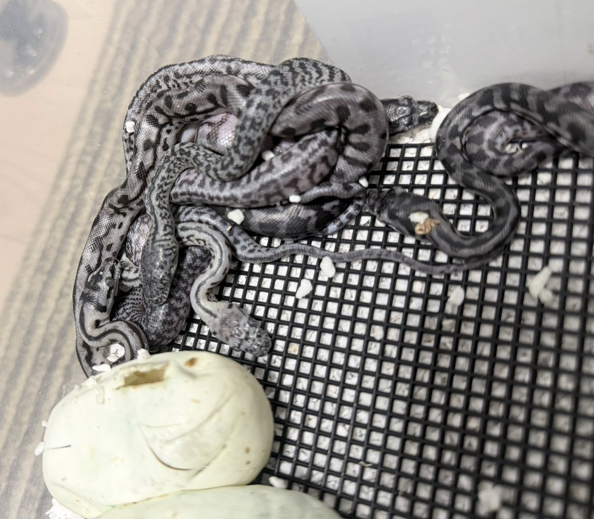 tnpythons's tweet photo. 今季最後のハッチ🐍
AGTJ産まれてます🐣
#カーペットパイソン https://t.co/my8sqKDPsJ