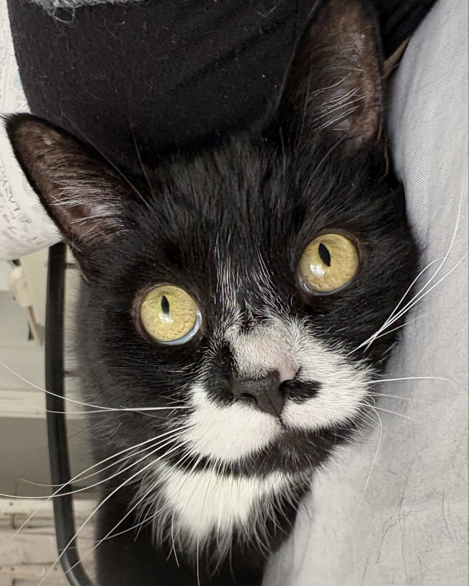 Battersea_'s tweet photo. Don't scroll past without saying hi to Sir Loves-a-Lot! Can you believe this charming guy has been with us for over 8 months? 🙀

Sir Loves-a-Lot needs a patient and calm home. Please share to help him find his person! 💙

Learn more about him here: https://t.co/Z0Xgz7zZw7 https://t.co/h3DxE5OQ3d