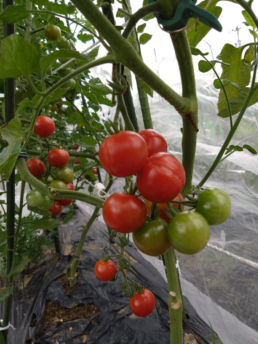kikioroshi's tweet photo. ステラミニ🍅🌿割れている😥雨避けが役立たぬほどの☂だったか🍀#家庭菜園 https://t.co/9TTQSyfFRR