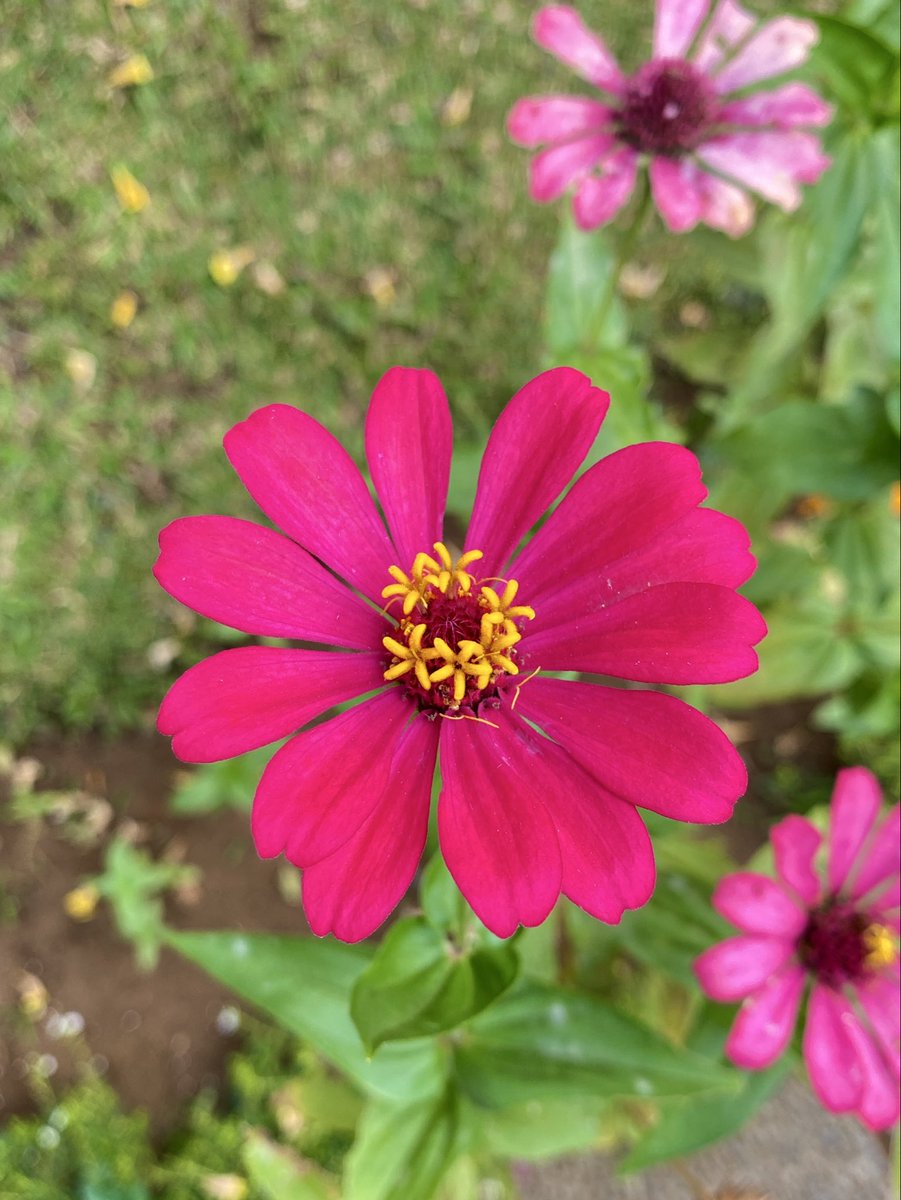 dimitri_nin's tweet photo. The blooming season. 🌺 https://t.co/mzoayhvQVA