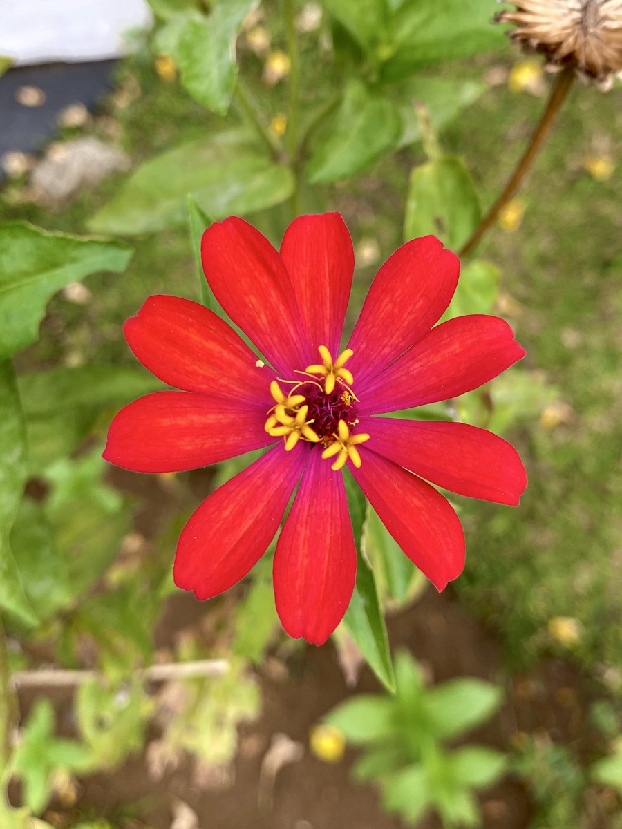 dimitri_nin's tweet photo. The blooming season. 🌺 https://t.co/mzoayhvQVA