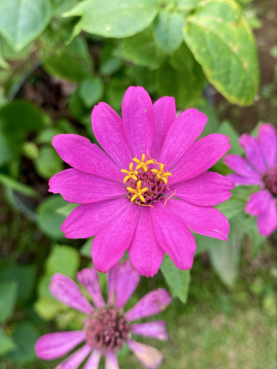 dimitri_nin's tweet photo. The blooming season. 🌺 https://t.co/mzoayhvQVA