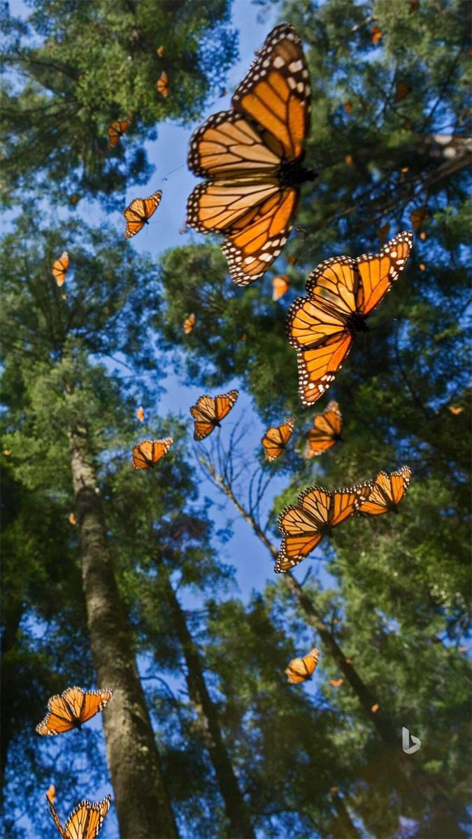 oceanweavee's tweet photo. Butterflies 🦋 https://t.co/zZEfK5HsYW