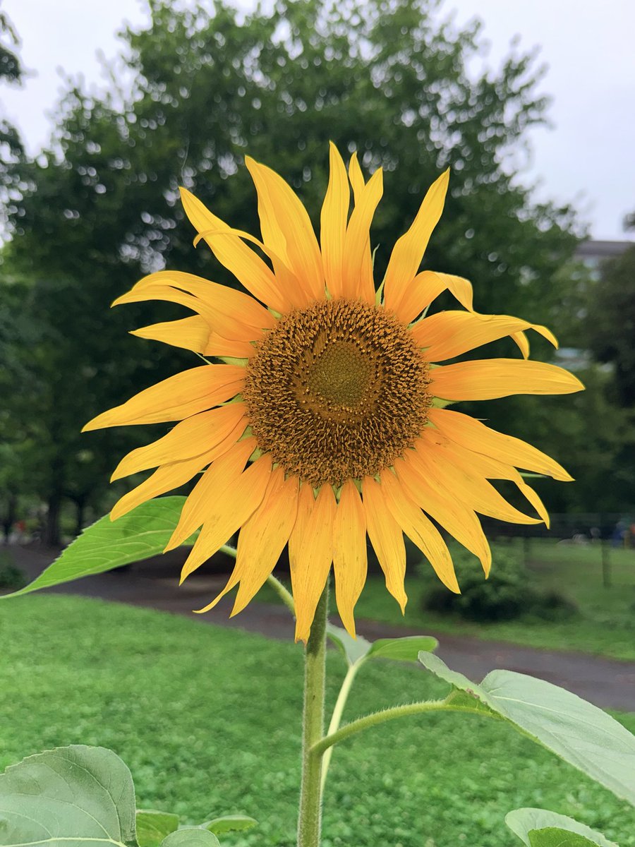 確認　ひまわりん様 □ Encountered my first sunflower beginning to bloom this year