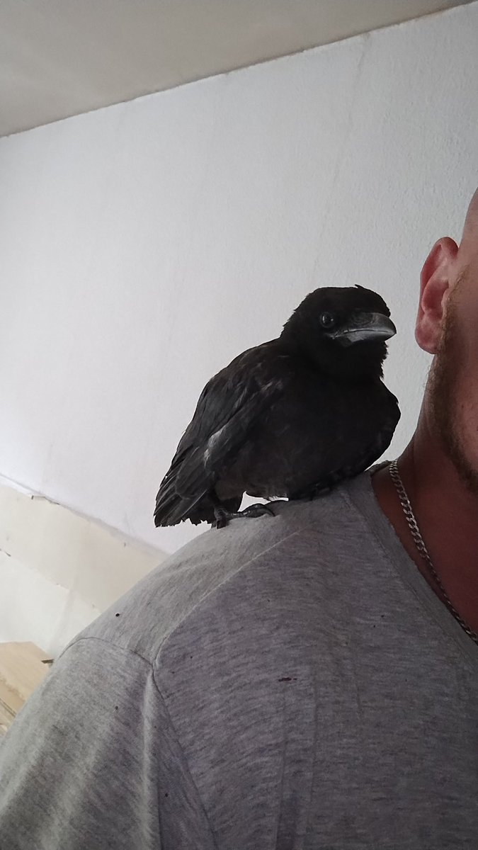 AndyBecker6j's tweet photo. Mein neuer Kumpel irgendwie vertraue ich Tieren mittlerweile mehr als Menschen seid Anfang des Jahres 🫥 https://t.co/DLY5ygxXQX