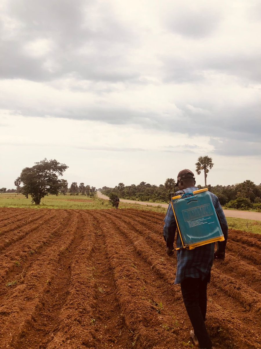palmvalleyng's tweet photo. We’ve established 20 demonstration plots across Kaduna &amp; Nasarawa under the PVNL-IDH Project, showcasing regenerative agriculture and Good Agricultural Practices. These learning hubs promote sustainable farming, peer learning, and improved productivity. #idh #pvnl https://t.co/LOljoC1RyH
