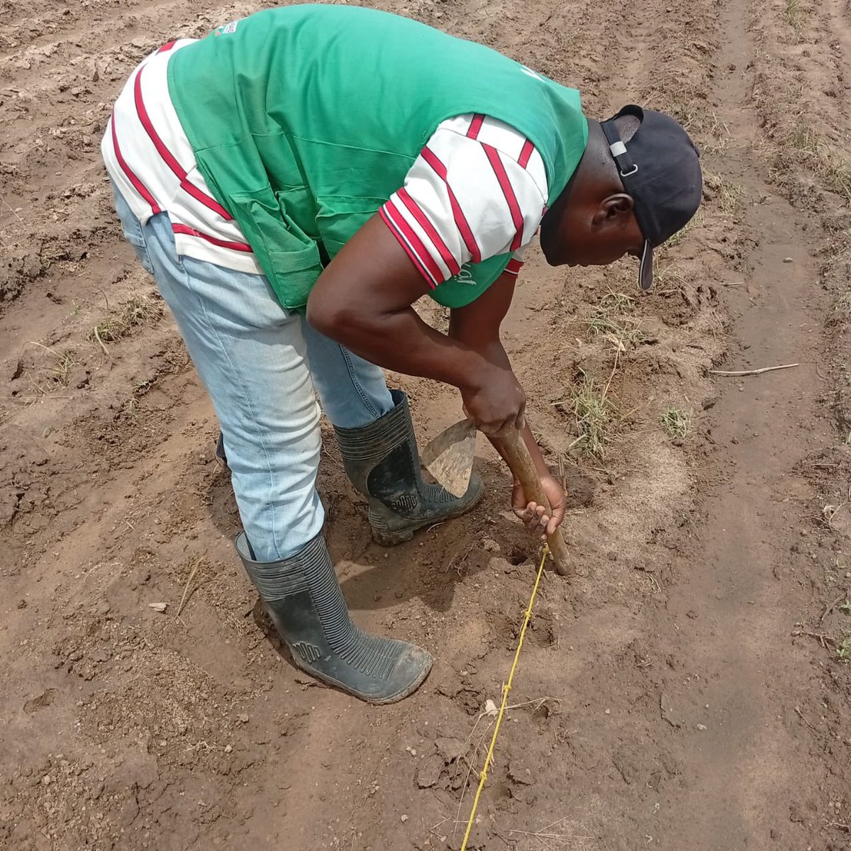 palmvalleyng's tweet photo. We’ve established 20 demonstration plots across Kaduna &amp; Nasarawa under the PVNL-IDH Project, showcasing regenerative agriculture and Good Agricultural Practices. These learning hubs promote sustainable farming, peer learning, and improved productivity. #idh #pvnl https://t.co/LOljoC1RyH