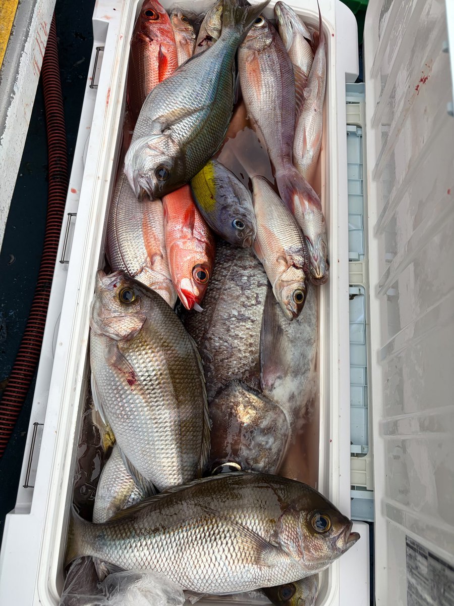 spark_kifumaru's tweet photo. 金洲絶好調継続中🎣
ヒメダイ、メダイ、アオダイ、シマアオダイ、ウメイロ、イサキ、ハチビキ、ムロアジ、キビレカワハギ、アカイサキ、ゴマサバなどなどいつも10目釣りです😋 https://t.co/0wAHvPkEJR
