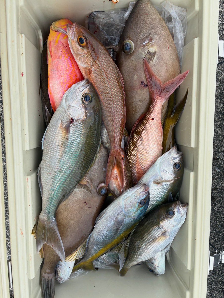 spark_kifumaru's tweet photo. 金洲絶好調継続中🎣
ヒメダイ、メダイ、アオダイ、シマアオダイ、ウメイロ、イサキ、ハチビキ、ムロアジ、キビレカワハギ、アカイサキ、ゴマサバなどなどいつも10目釣りです😋 https://t.co/0wAHvPkEJR