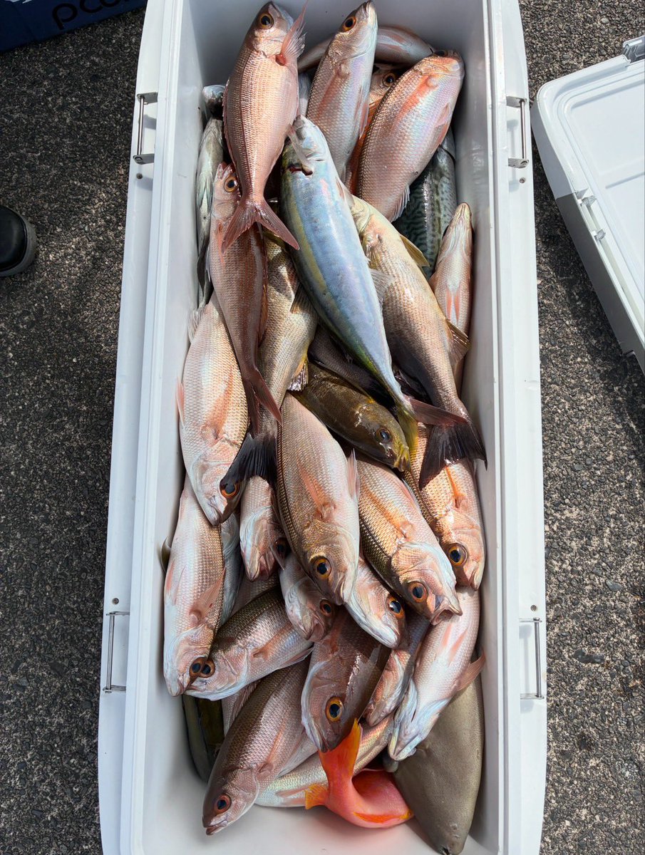 spark_kifumaru's tweet photo. 金洲絶好調継続中🎣
ヒメダイ、メダイ、アオダイ、シマアオダイ、ウメイロ、イサキ、ハチビキ、ムロアジ、キビレカワハギ、アカイサキ、ゴマサバなどなどいつも10目釣りです😋 https://t.co/0wAHvPkEJR