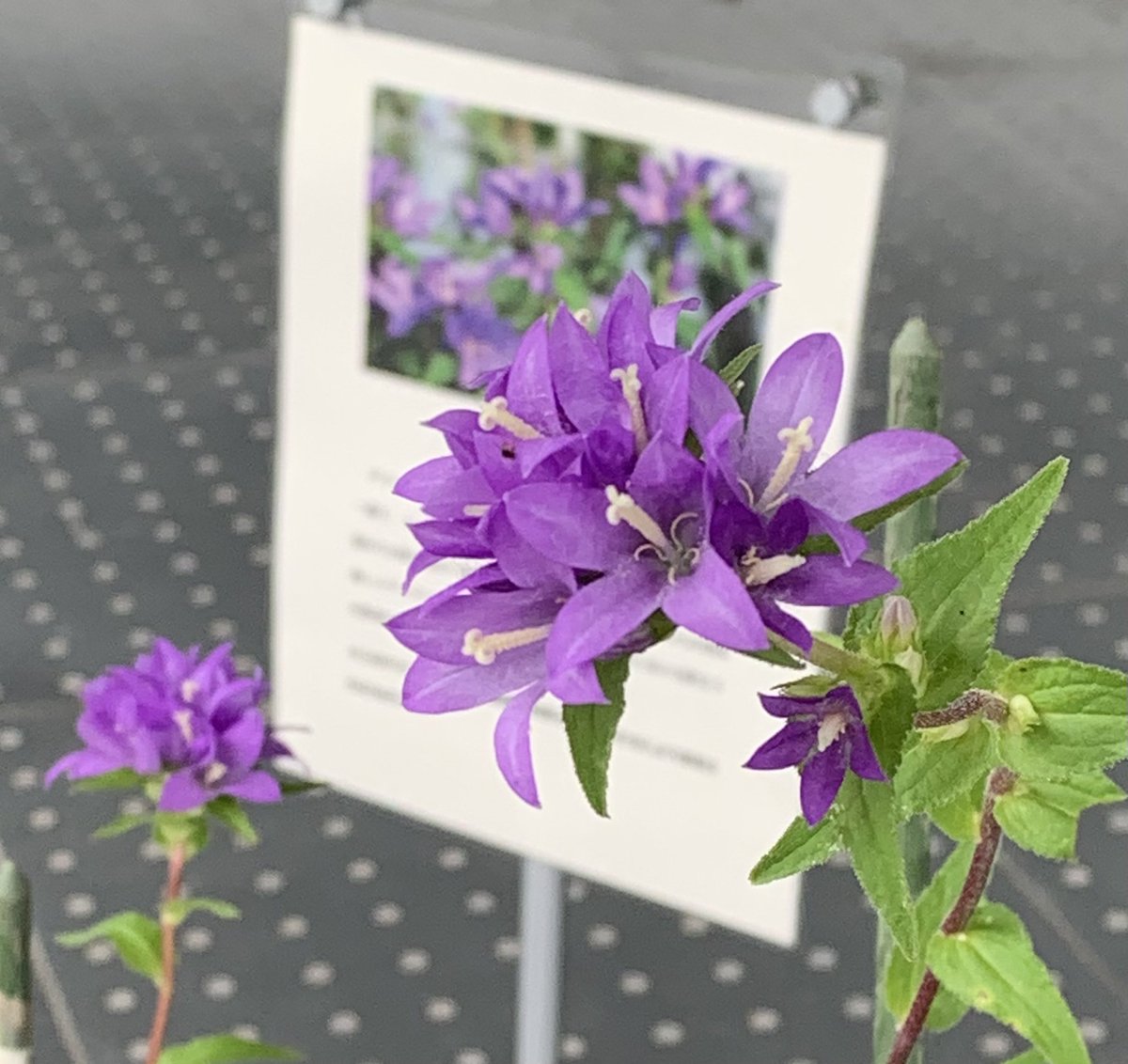 museum8246's tweet photo. 八代市民の花「ヤツシロソウ（八代草）」が今年も咲きました！
この八代草は、八代農業高校泉分校に育てていただいたもの。ただ��、博物館入口に展示中です。
　来週7月6日〜13日まで収蔵庫くん蒸のため、博物館は休館しますが、4日、5日は開館します。この機会にぜひ博物館へお越しください。 https://t.co/yIEAhtNAiN