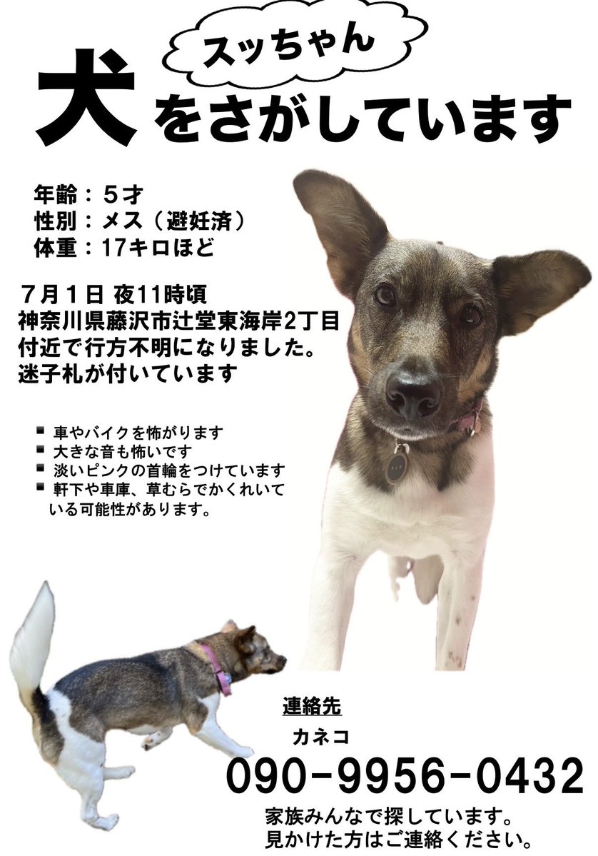 pupsfriends's tweet photo. 我が家のスッちゃんが行方不明になってしまいました。
神奈川にお住まいの方で何か情報がありましたらご連絡くださると嬉しいです。

#犬が行方不明
#迷子犬
#神奈川県藤沢市
#辻堂
#犬が脱走
#犬が迷子
#迷子の犬を探しています https://t.co/UbLFBtMSdV