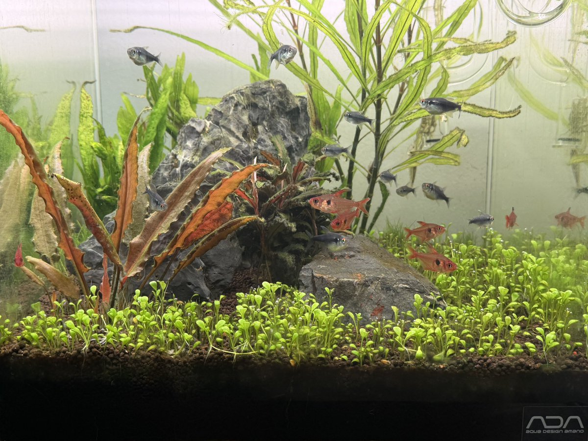 Kimaaqu's tweet photo. 36cmキューブ水槽の下草グロッソが匍匐してきたものの、またも剣山化してきたのでトリミング。いつか絨毯になるのかなあ🌿　単にトリミング前と比べてもなので、今回は前回のトリミング後と比べてみました😊　ちょっとは絨毯化に向かえてる？
←前回トリミング後　　今回トリミング後→ https://t.co/Fy2WTvnpeP