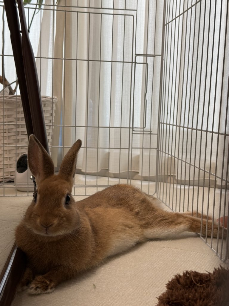rabbit